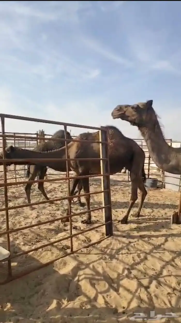 3 لقحات كلها قريب 0