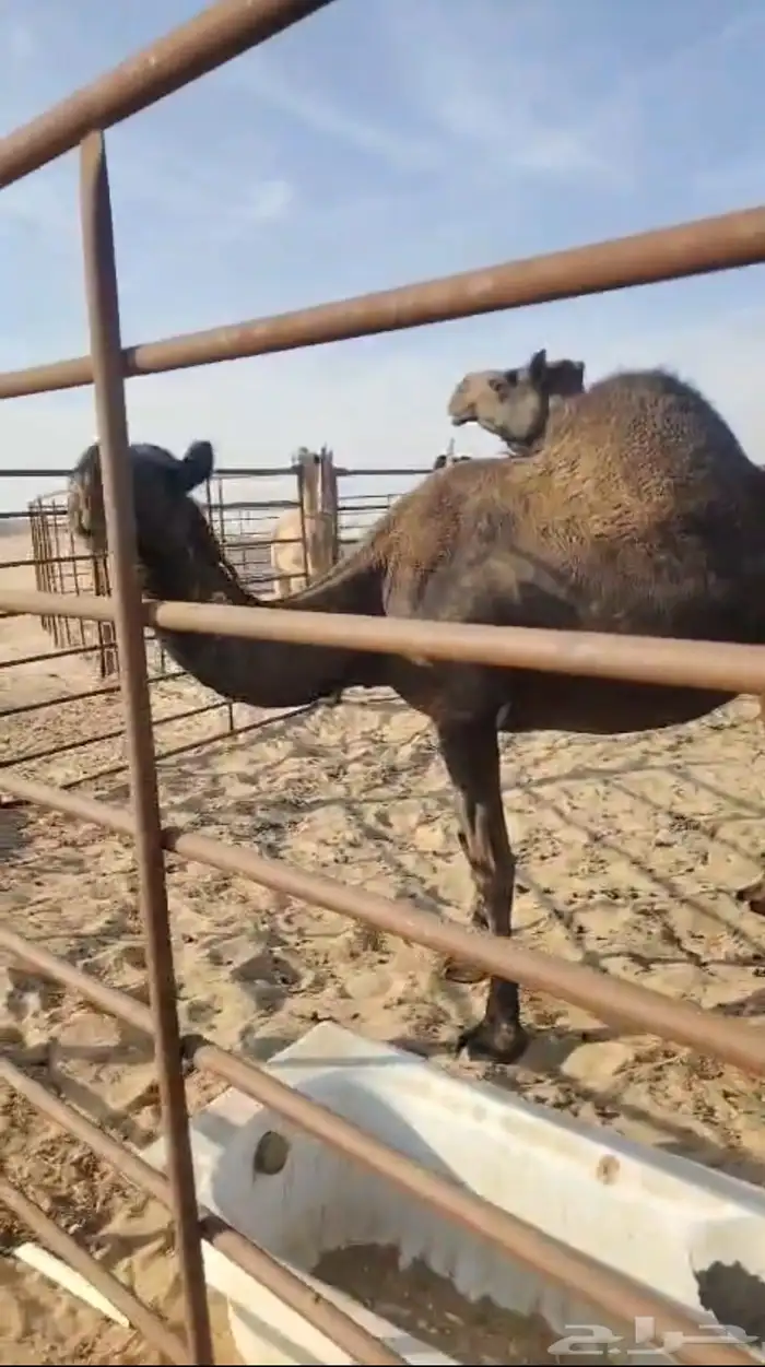 3 لقحات كلها قريب 3