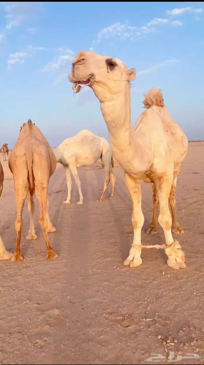 قعود باتلي 1