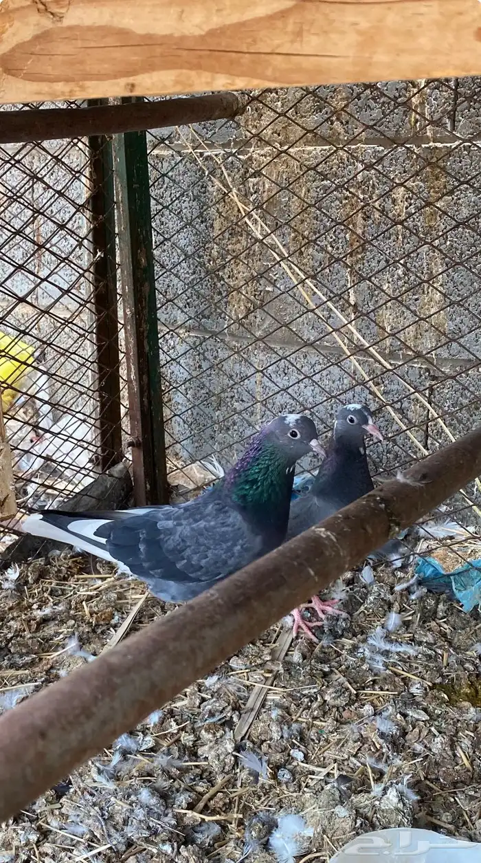 جوز قلابي ازرق معه فرخ وتحته بيض 2