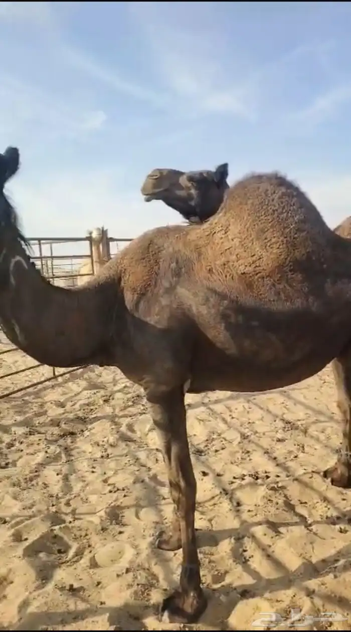 3 لقحات كلها قريب 2