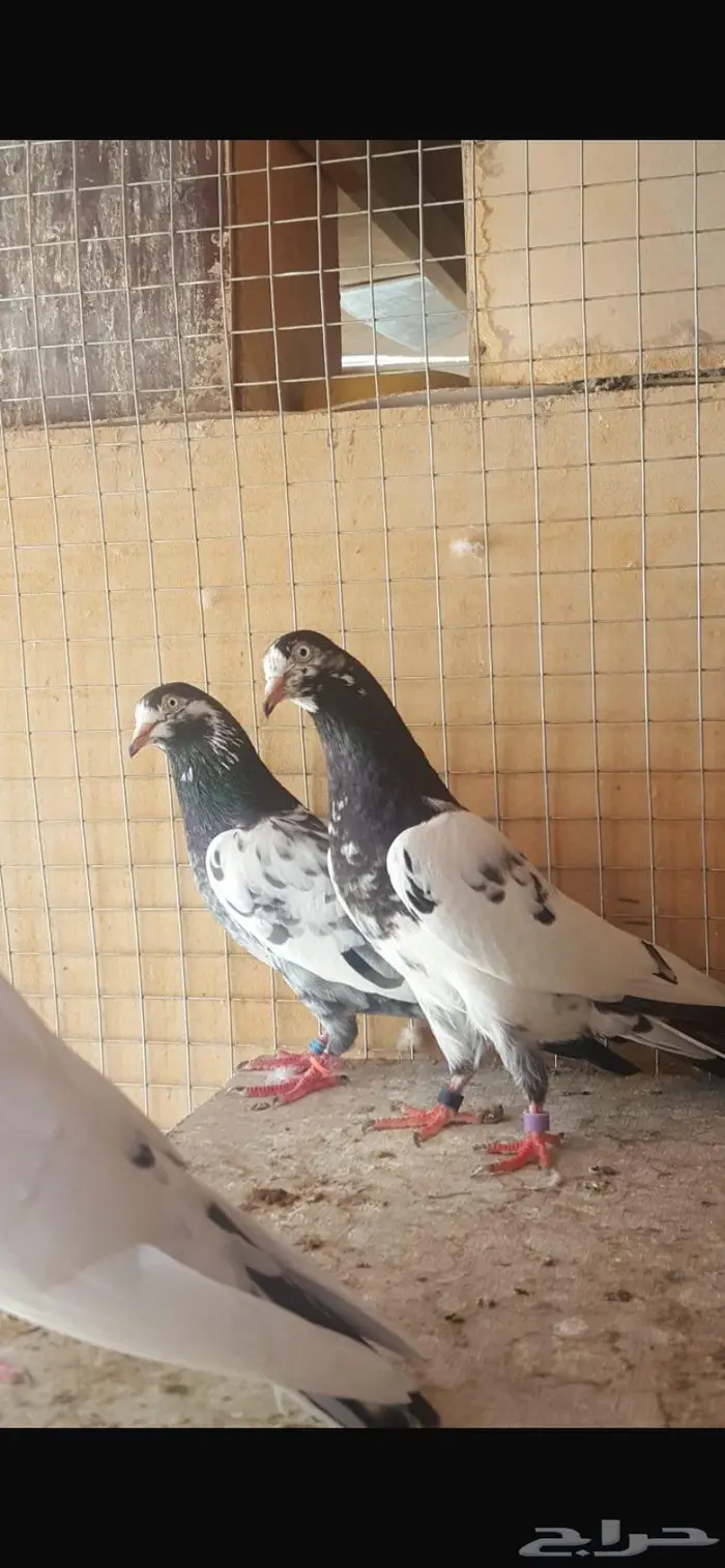 حمام باكستاني تيدي شينا 0