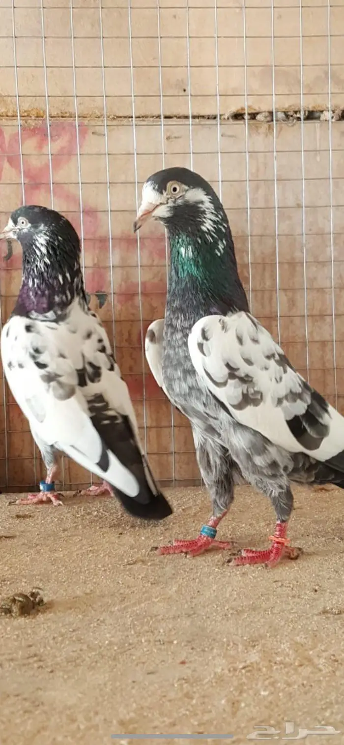 حمام باكستاني تيدي شينا 1