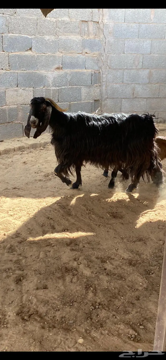 عنز معها تيوس 1