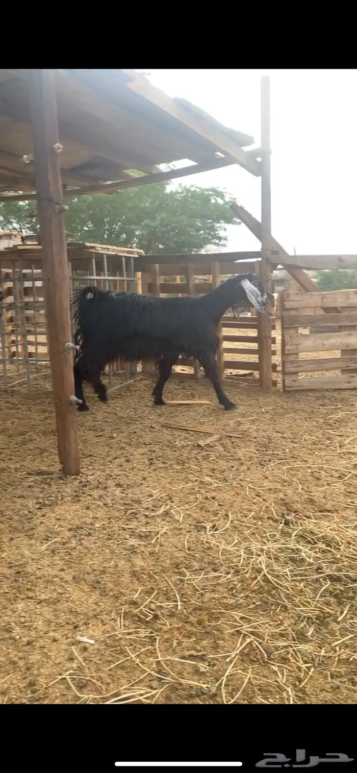 معزا عوارض 0