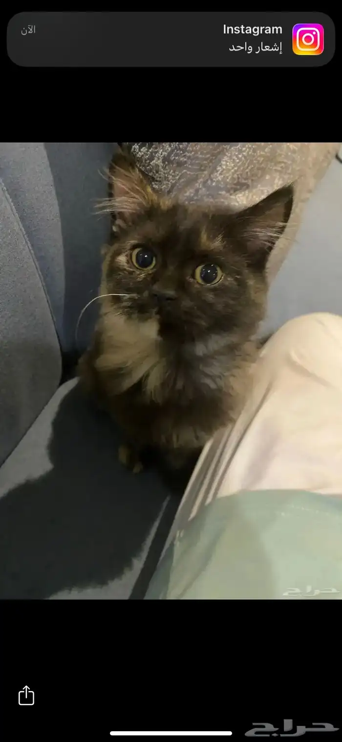 قط للتبني بدون مبلغ 2