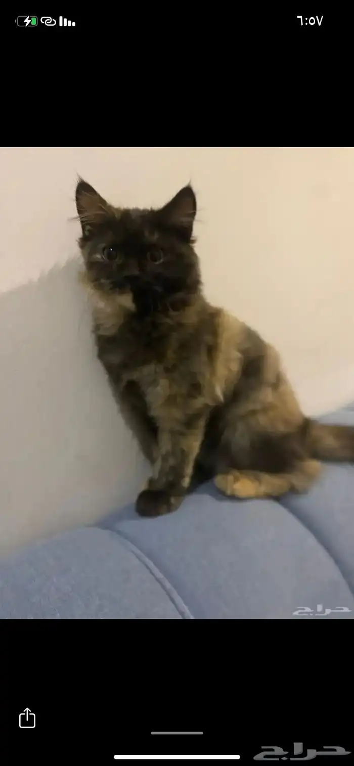 قط للتبني بدون مبلغ 3