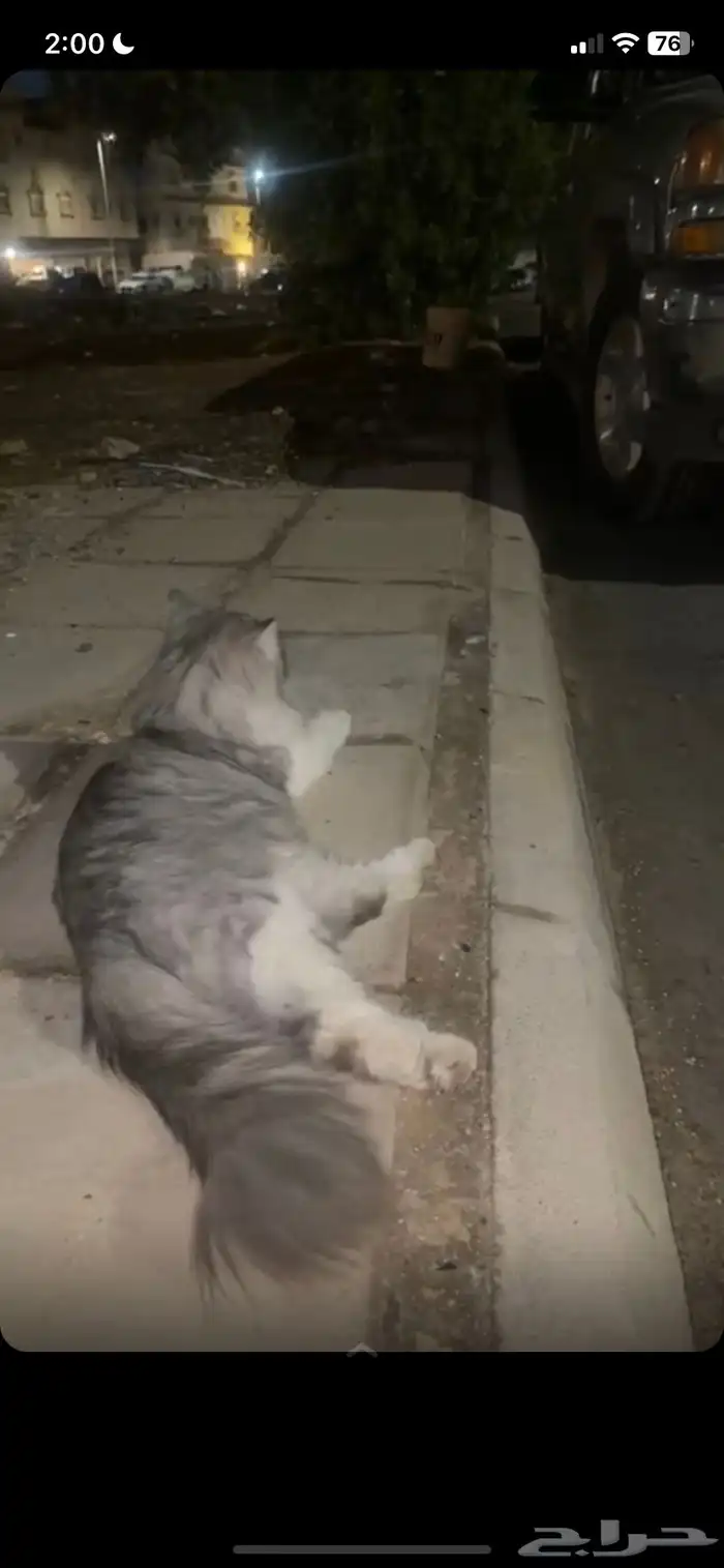 قطوه للتبني 2