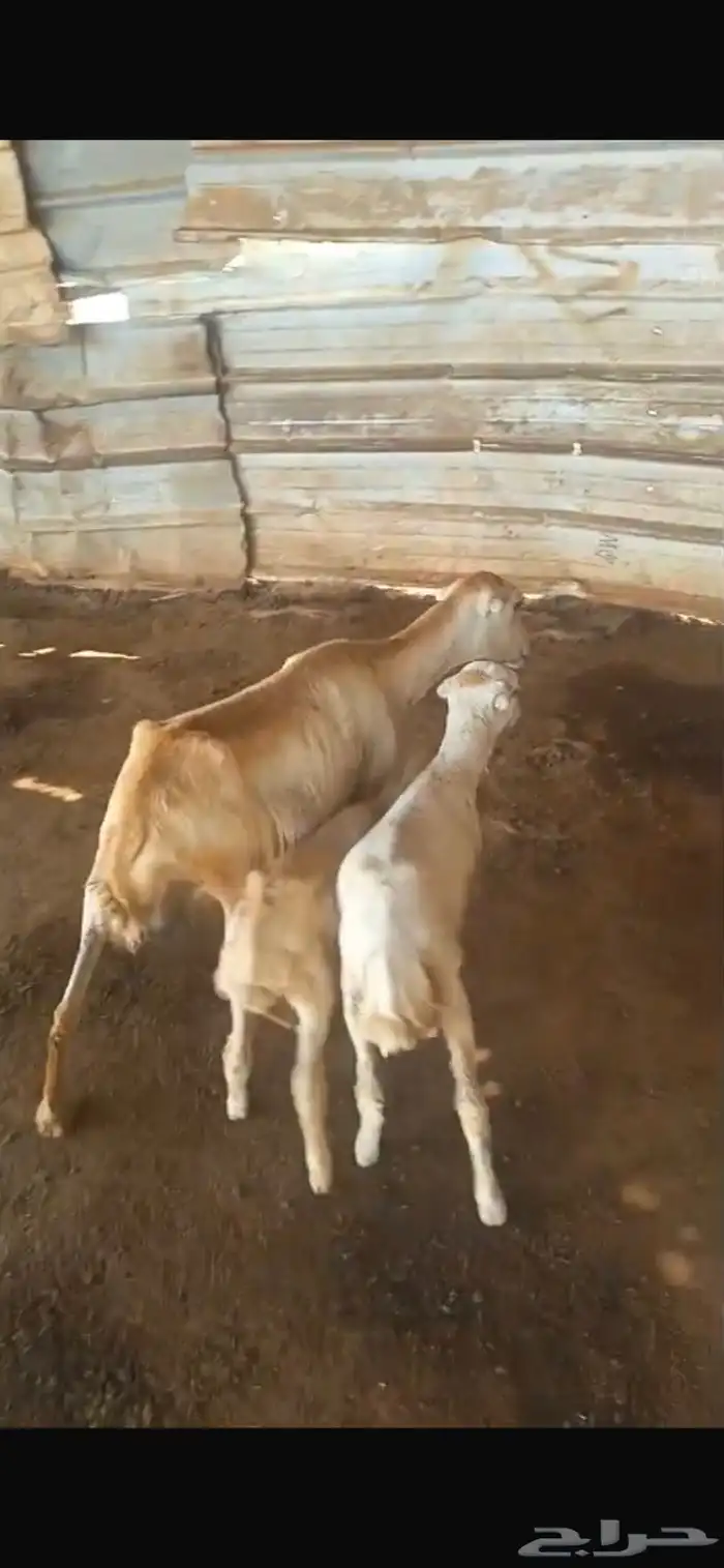 نعجه تحتها اثنين رخل وفرير 0