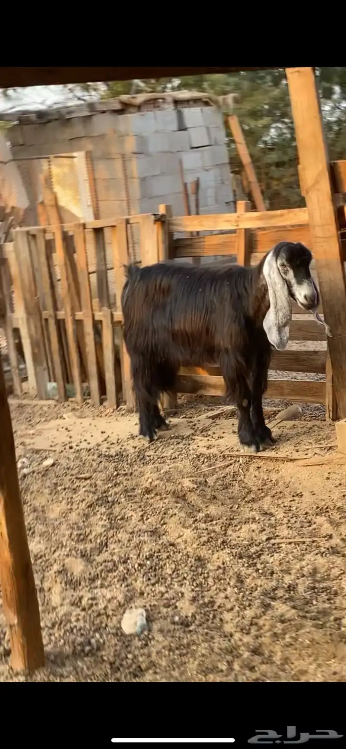 معزا عوارض 3