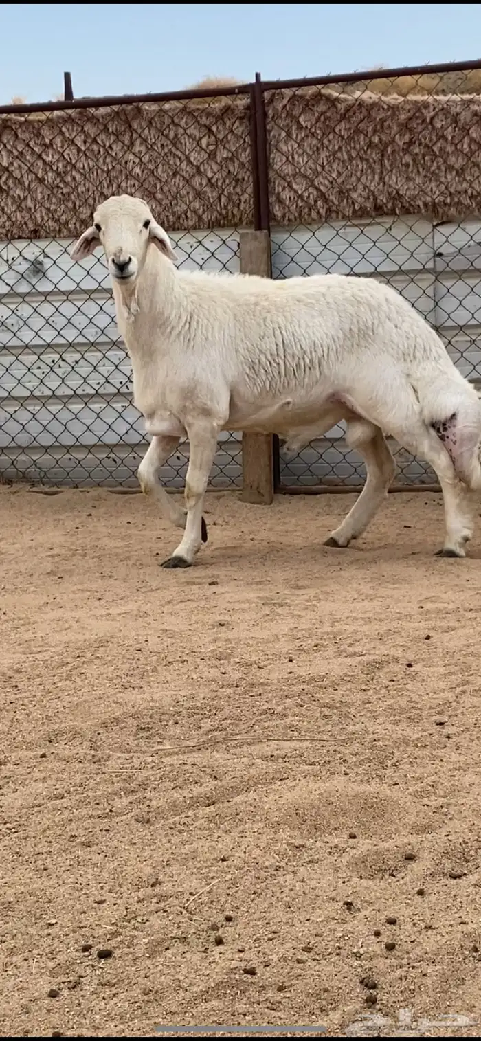 فحل صنف الصنف 0