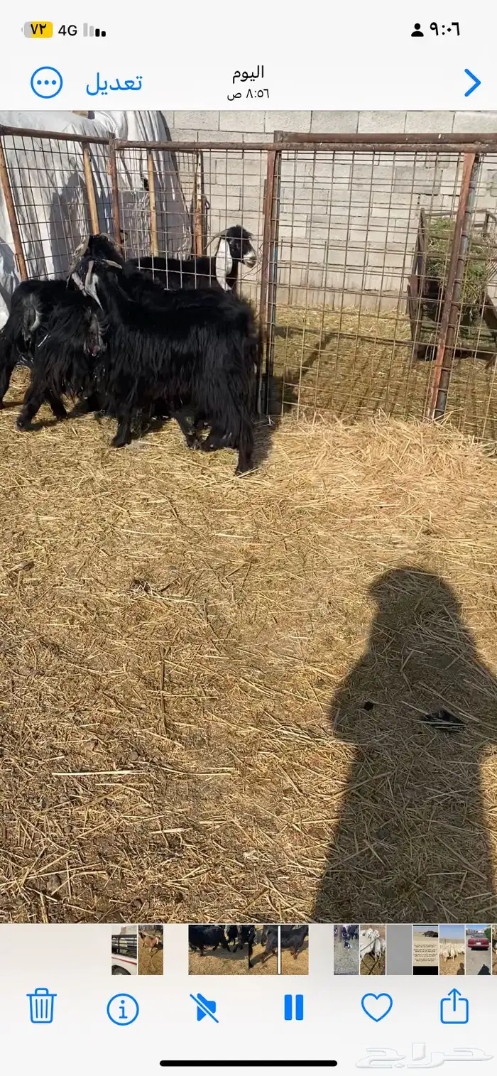 معزا دفيع على السونار ماعدا 2 فاضيات 1