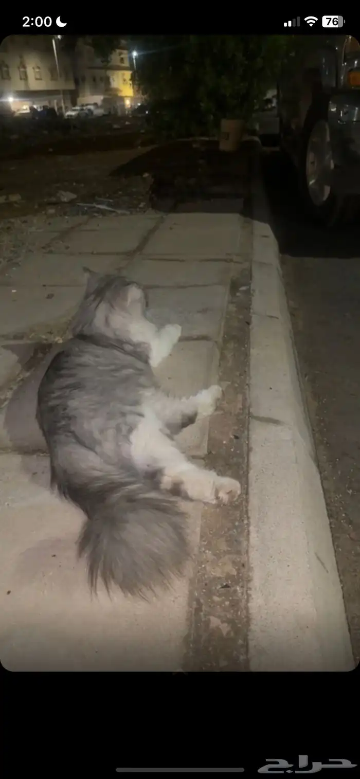 قطوه للتبني 0