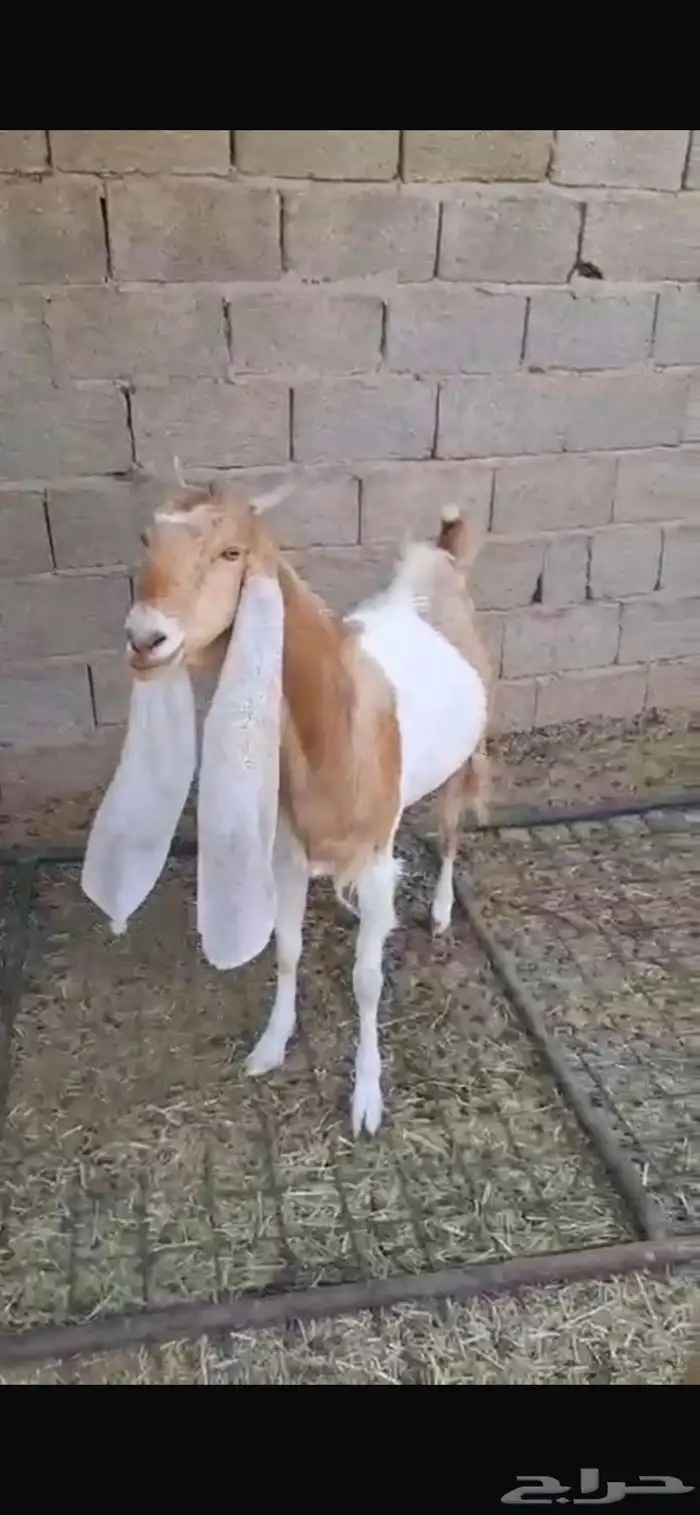 عنز ثنيه دافع خصم هولنديه معرفه 0