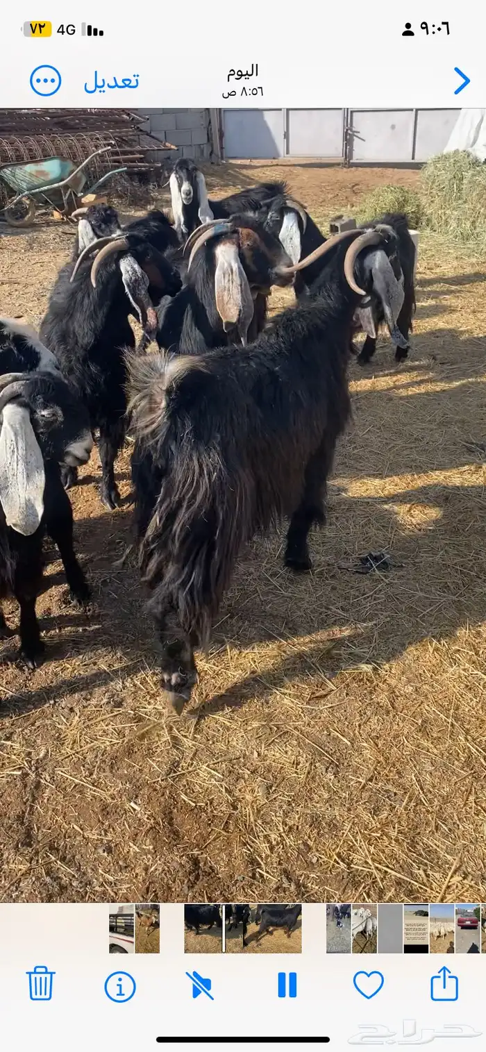 معزا دفيع على السونار ماعدا 2 فاضيات 3