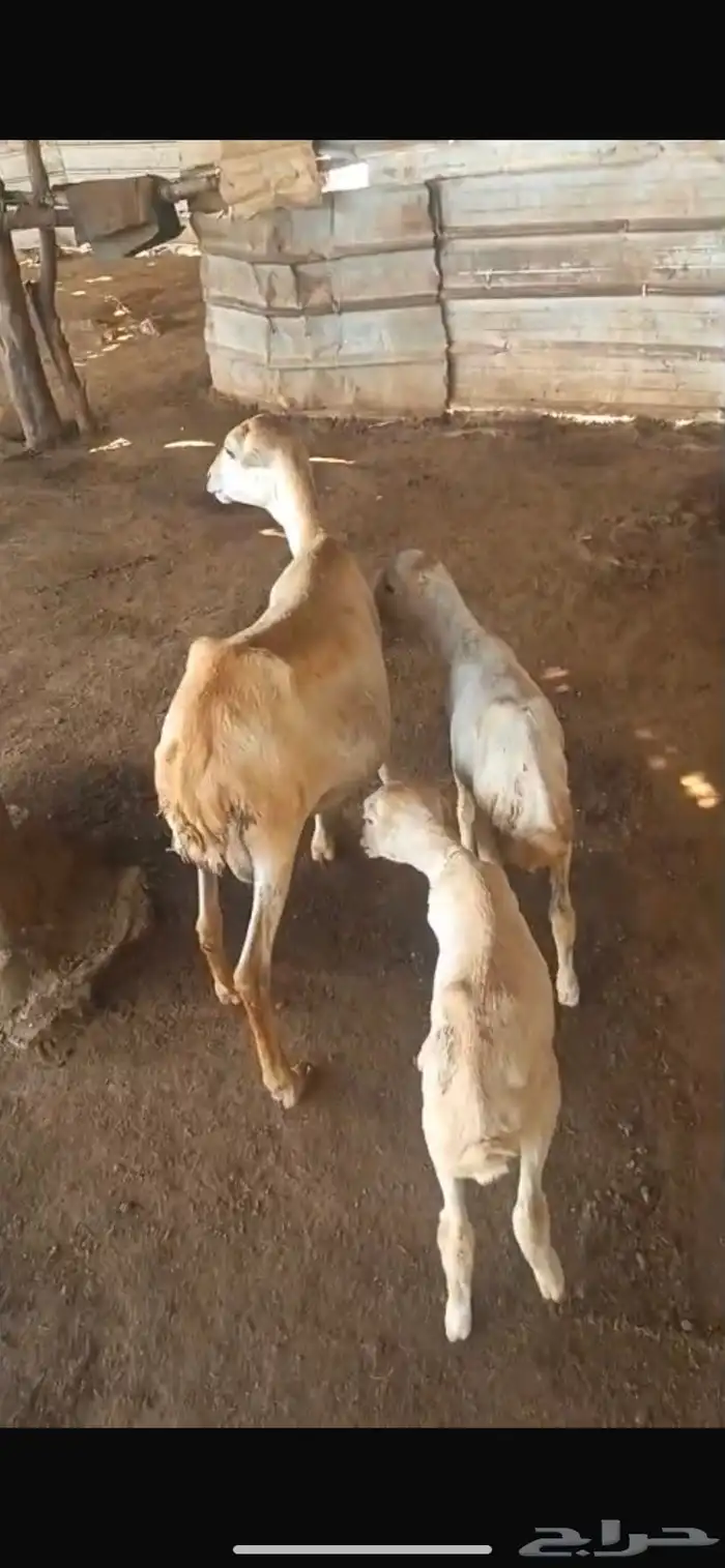 نعجه تحتها اثنين رخل وفرير 1