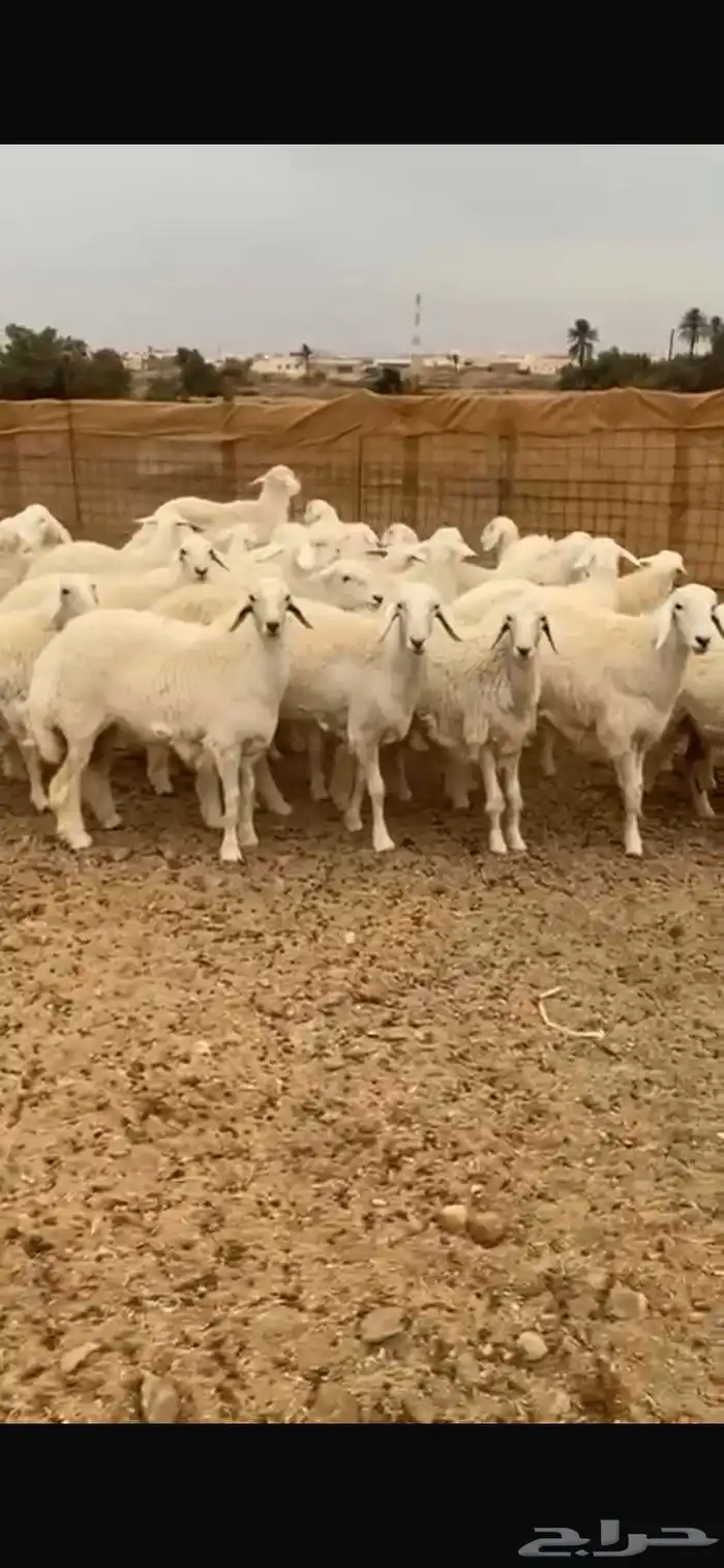 رخال حرية دفيع شرط 0