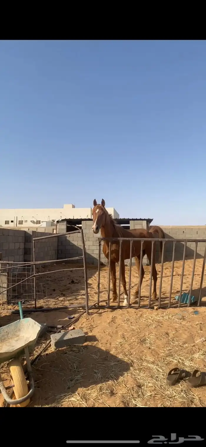 حصان شعبي كفو ما يشكي من شي علا السوم 1