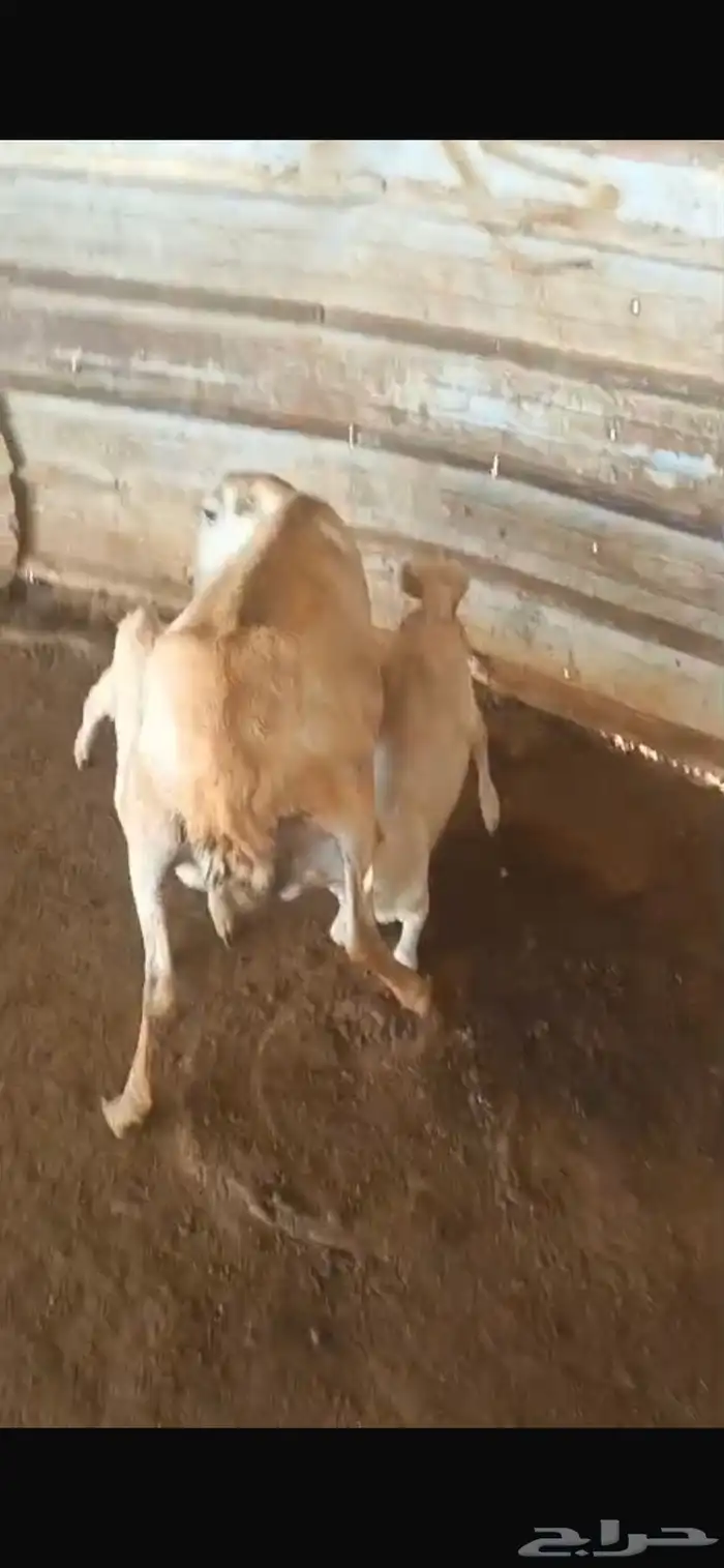 نعجه تحتها اثنين رخل وفرير 3