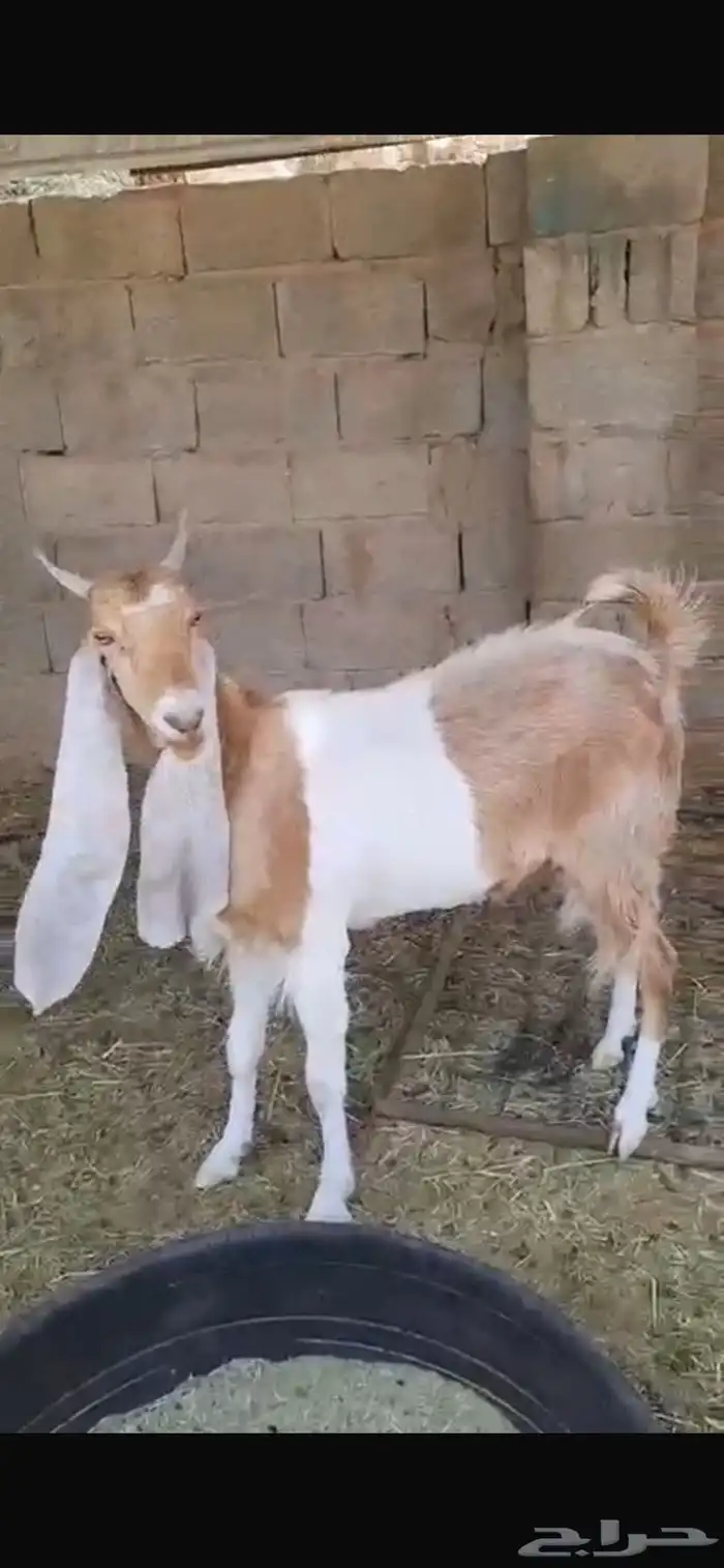 عنز ثنيه دافع خصم هولنديه معرفه 3