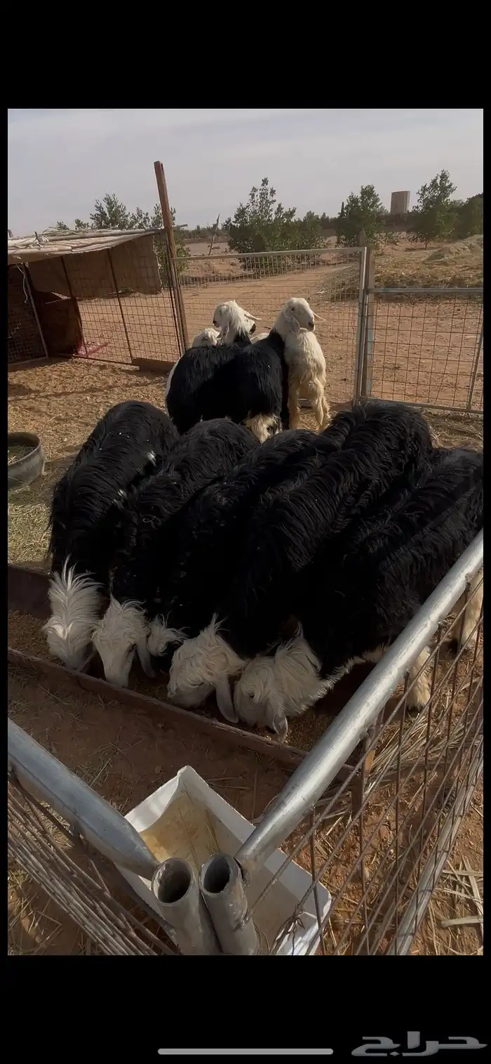 طليان نجد فاخره الموقع الخرج 1