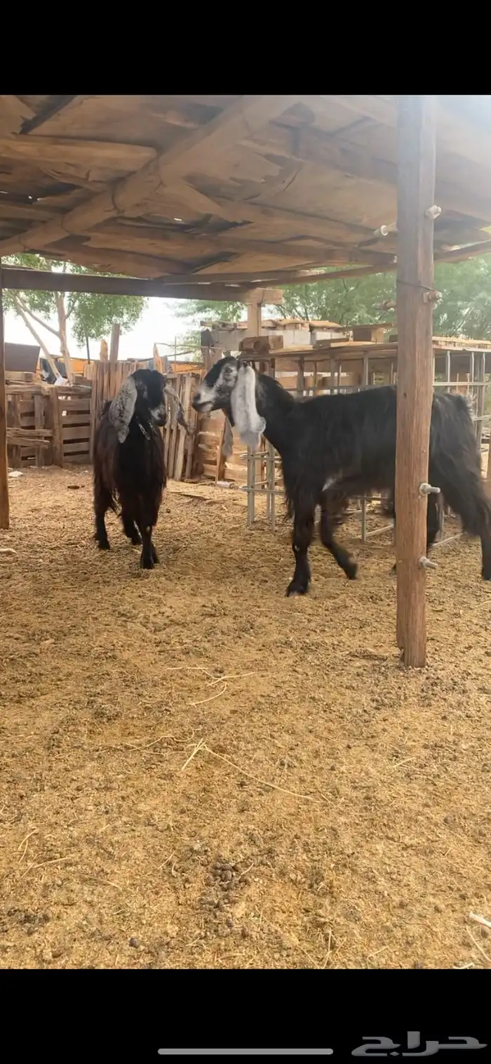 معزا عوارض 1