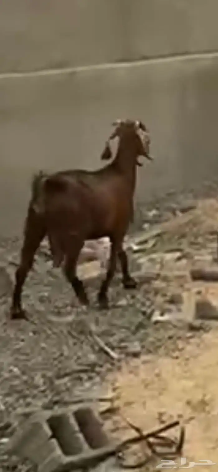 عنز حايل شحم 1