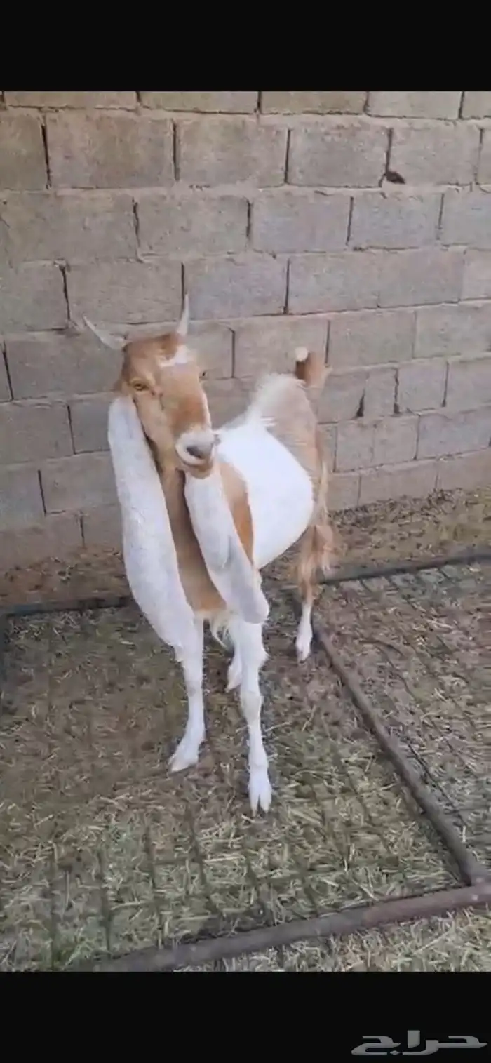 عنز ثنيه دافع خصم هولنديه معرفه 1