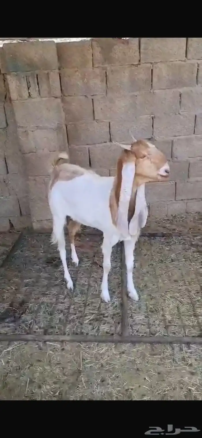 عنز ثنيه دافع خصم هولنديه معرفه 6