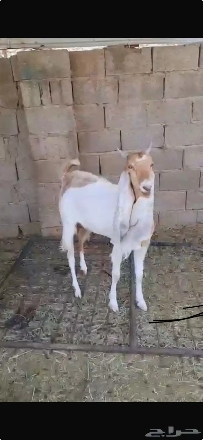 عنز ثنيه دافع خصم هولنديه معرفه 2