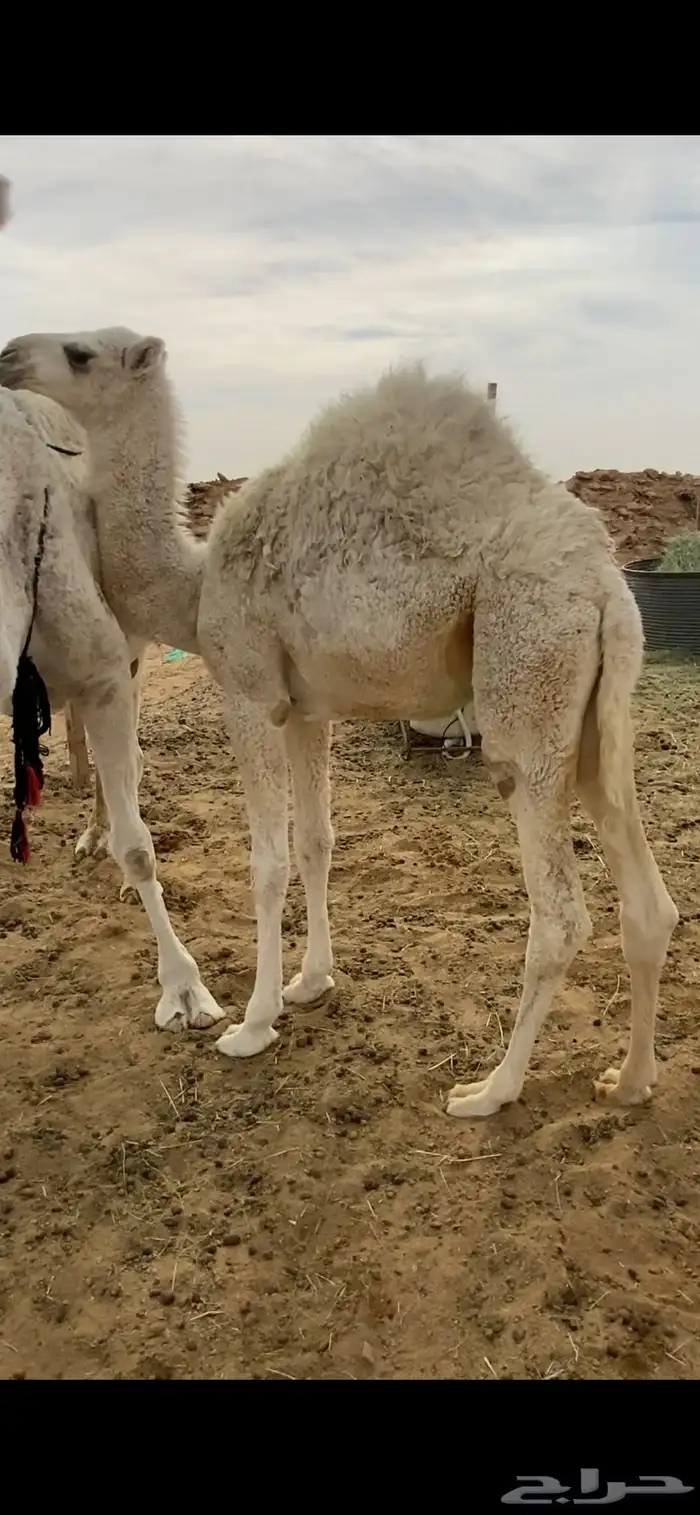 بكره مغلقه شحم على حليب 1