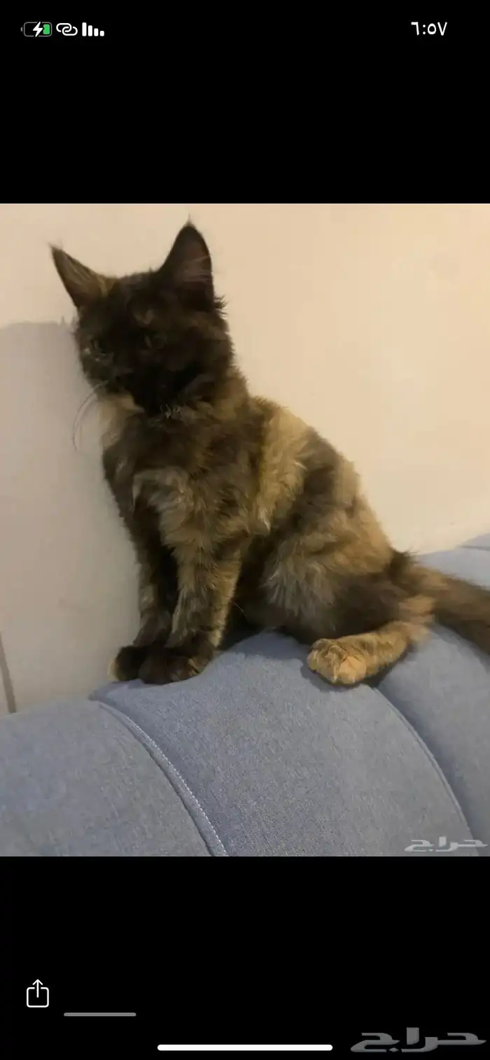 قط للتبني بدون مبلغ 4