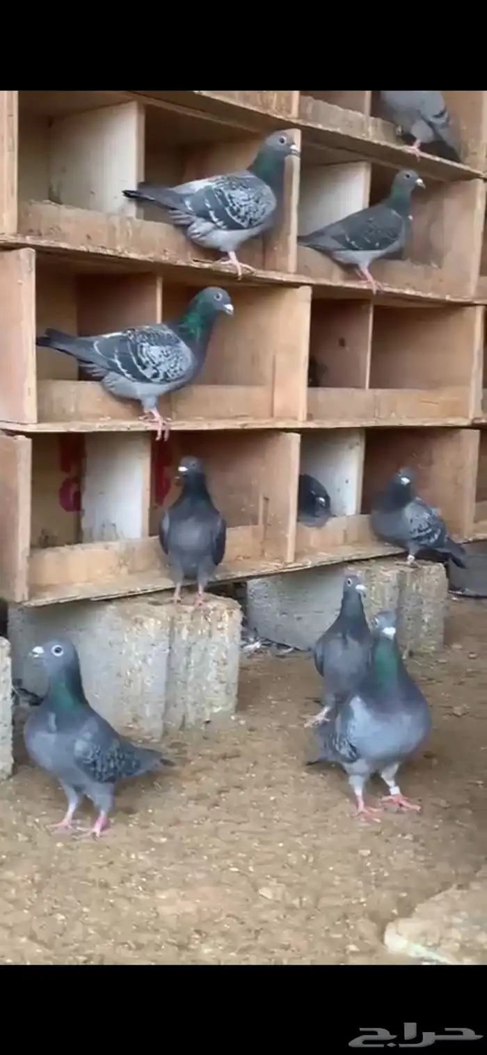 للبيع حمام زاجل 2