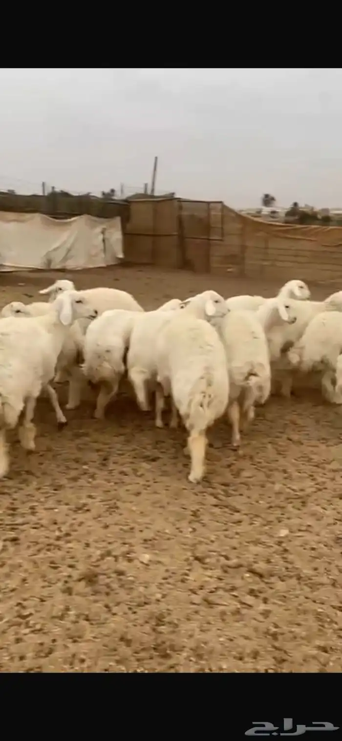 رخال حرية دفيع شرط 3