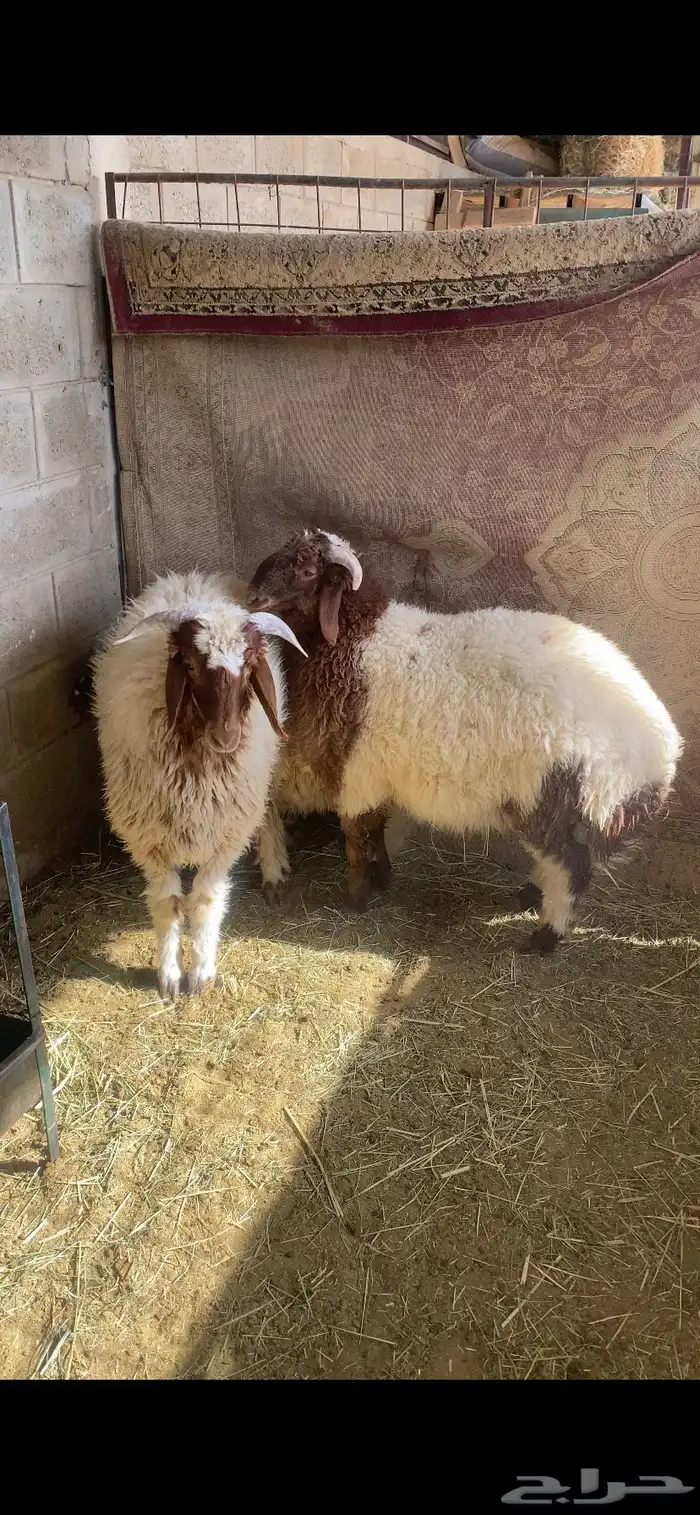 طليان نعيم 4