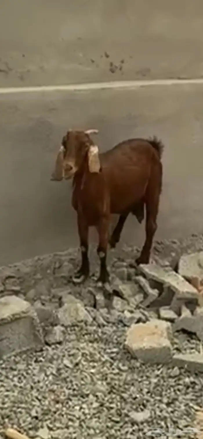 عنز حايل شحم 0