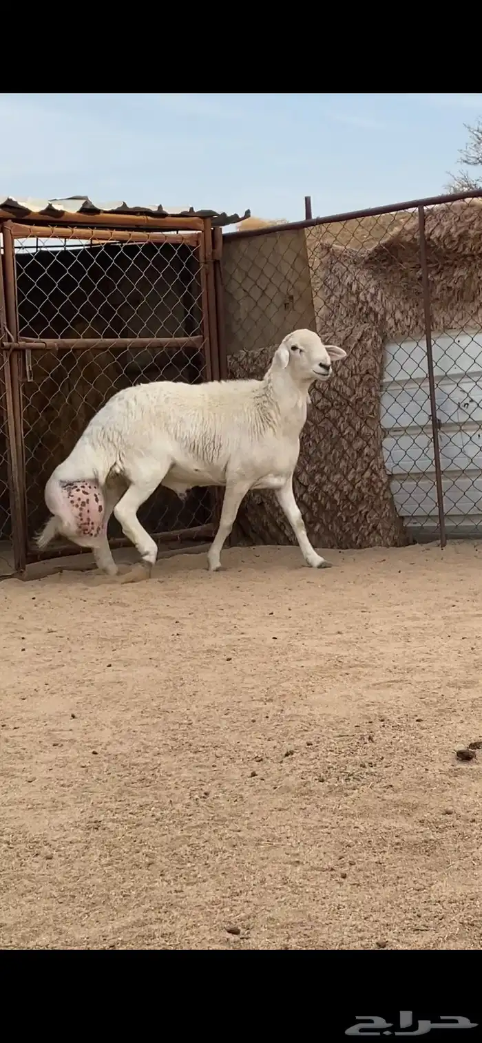 فحل صنف الصنف 2