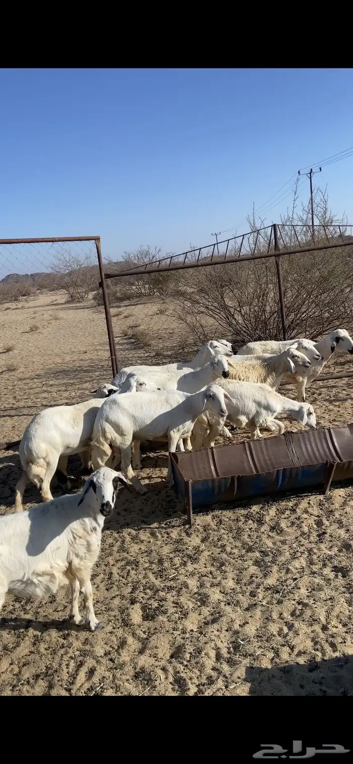 ضان متابيع والباقي دفيع بإذن الله العدد 12 يتبعها تم البيع 1