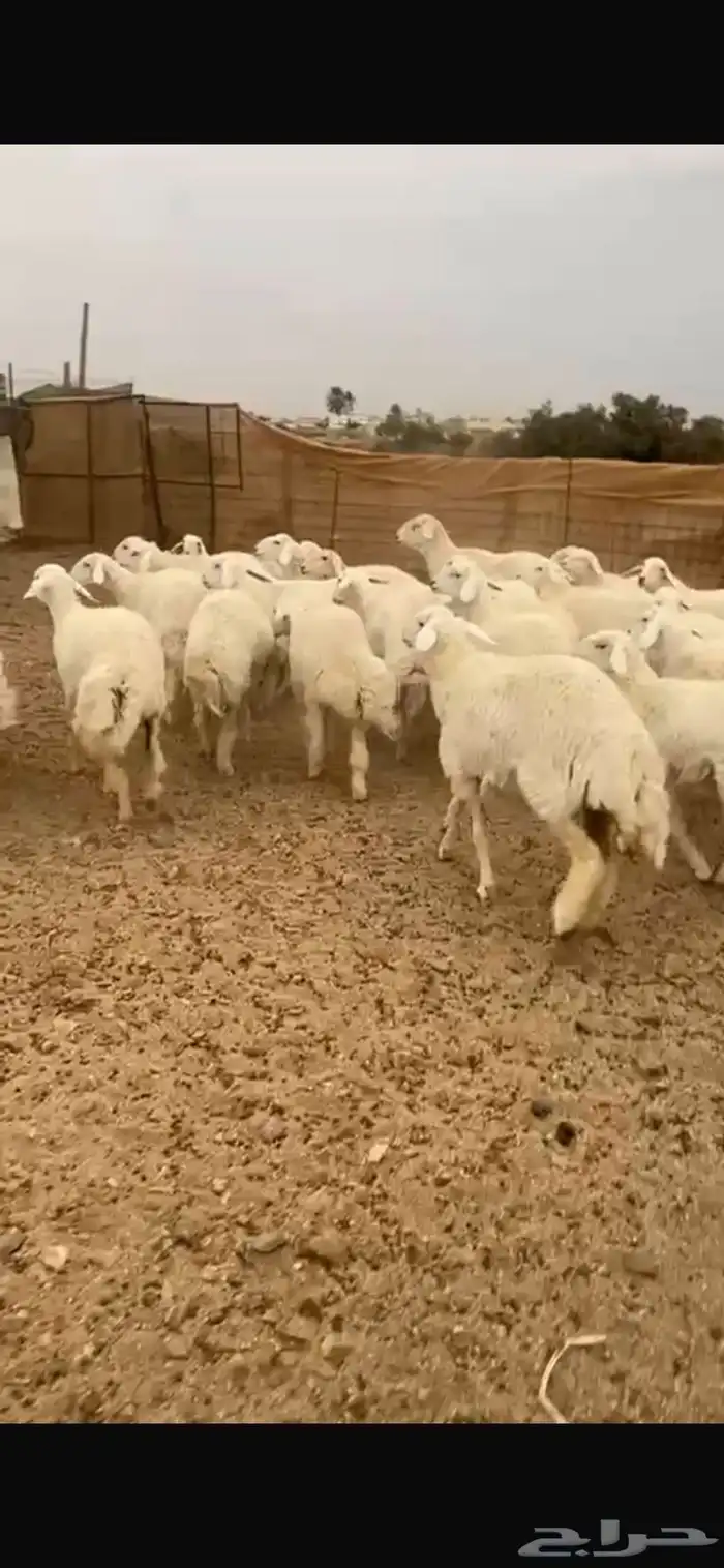 رخال حرية دفيع شرط 8