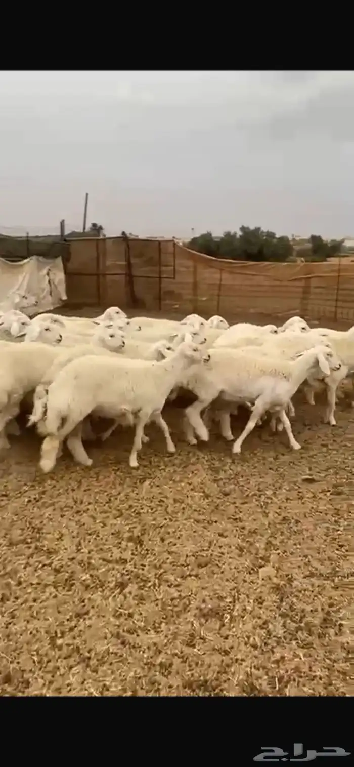 رخال حرية دفيع شرط 6