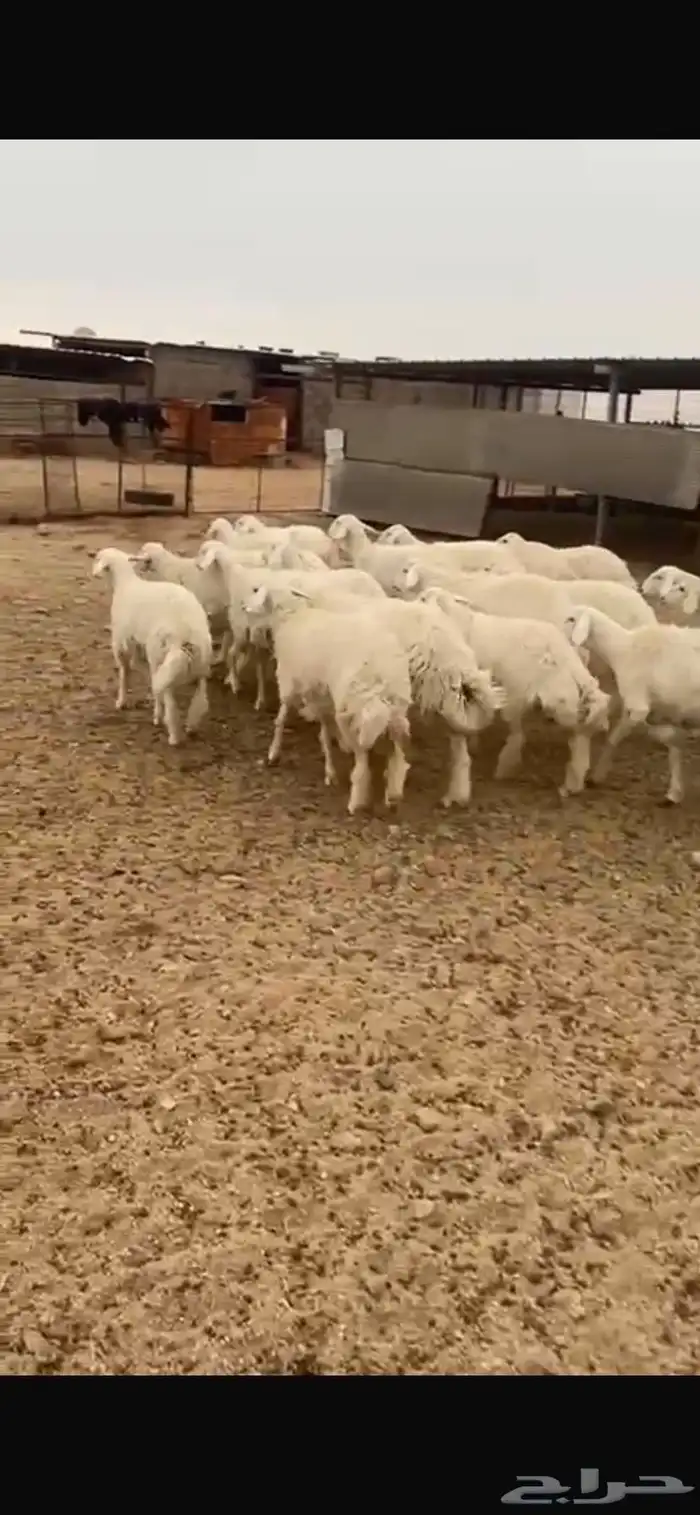 رخال حرية دفيع شرط 4