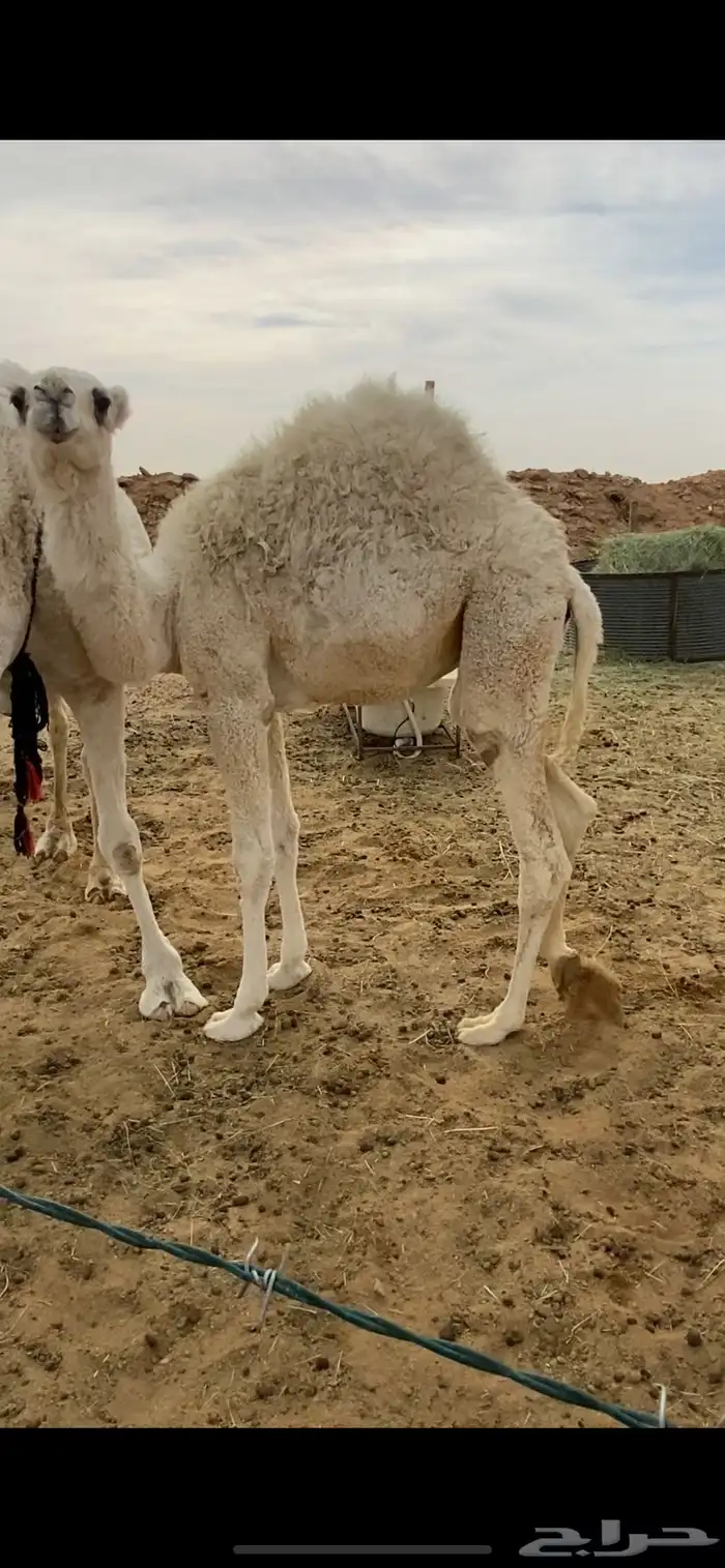 بكره مغلقه شحم على حليب 2