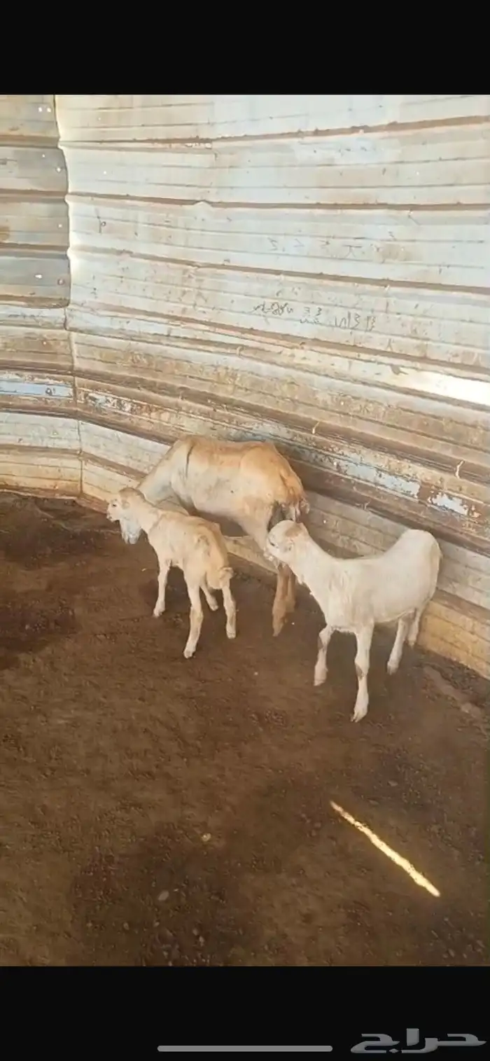 نعجه تحتها اثنين رخل وفرير 5