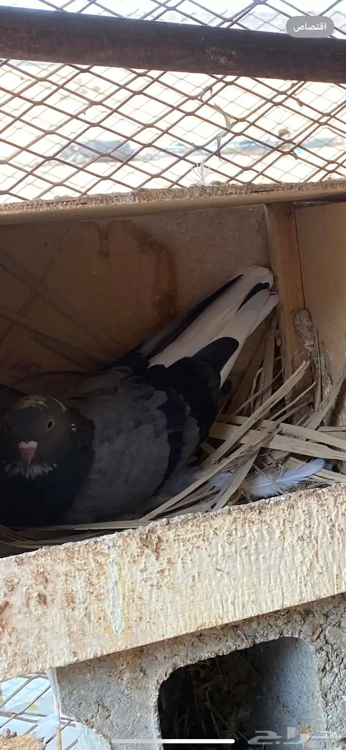 جوز قلابي ازرق معه فرخ وتحته بيض 1