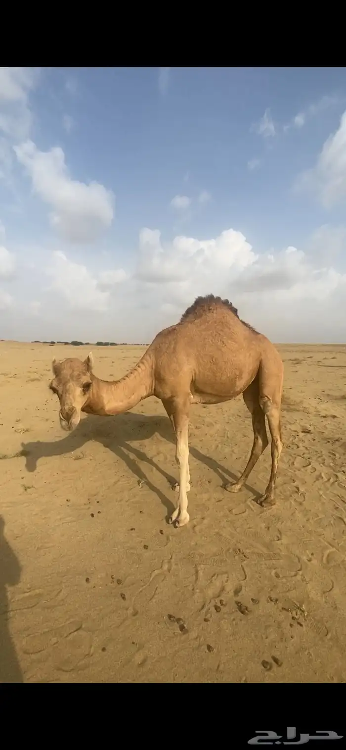 بكره مفروده 1