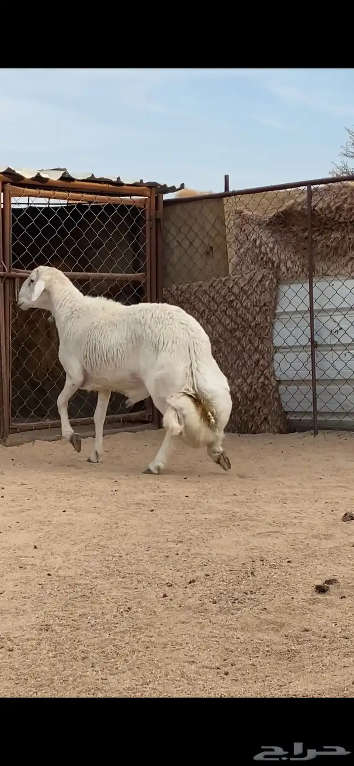 فحل صنف الصنف 1