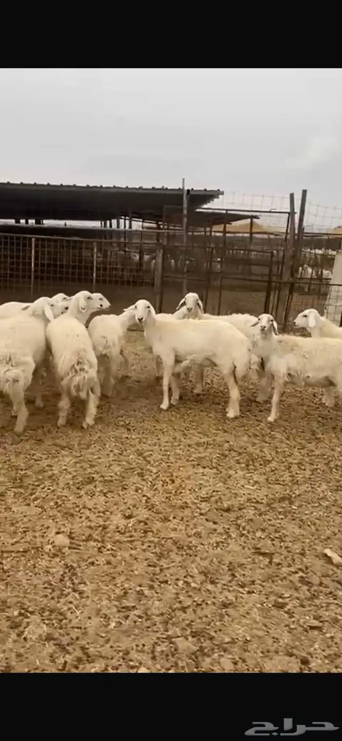 رخال حرية دفيع شرط 5