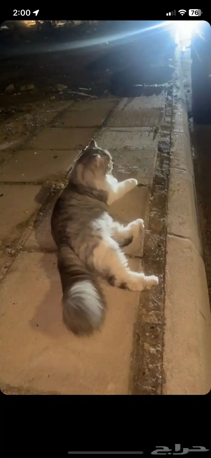 قطوه للتبني 1