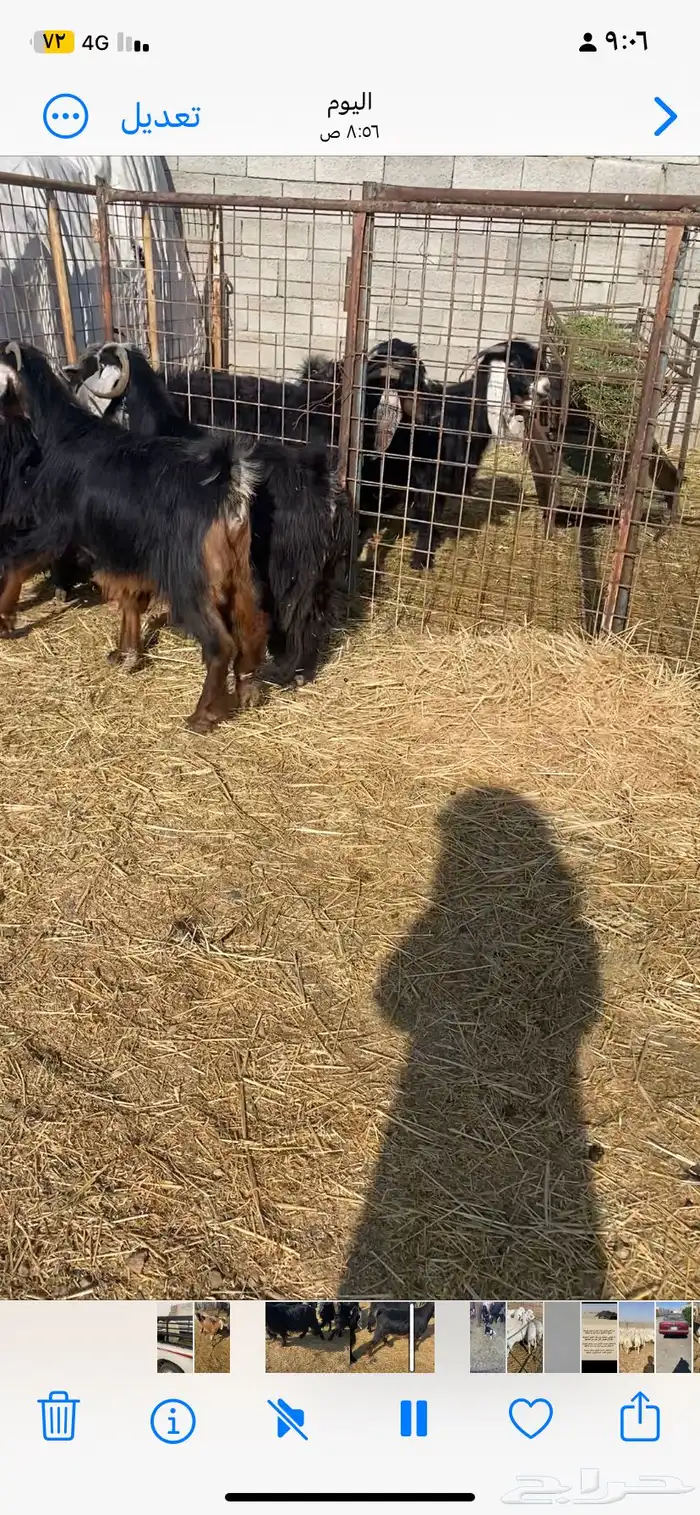 معزا دفيع على السونار ماعدا 2 فاضيات 0