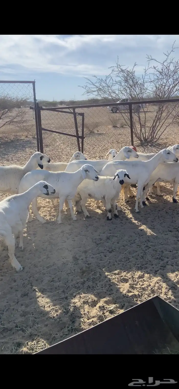 ضان متابيع والباقي دفيع بإذن الله العدد 12 يتبعها تم البيع 0